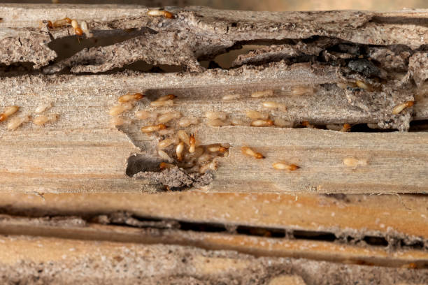 Best Wasp Removal Services  in Westwood, KY