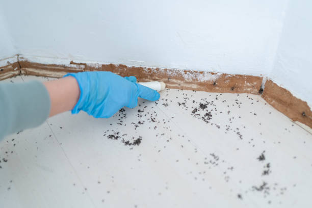 Best Local Pest Control Services  in Westwood, KY